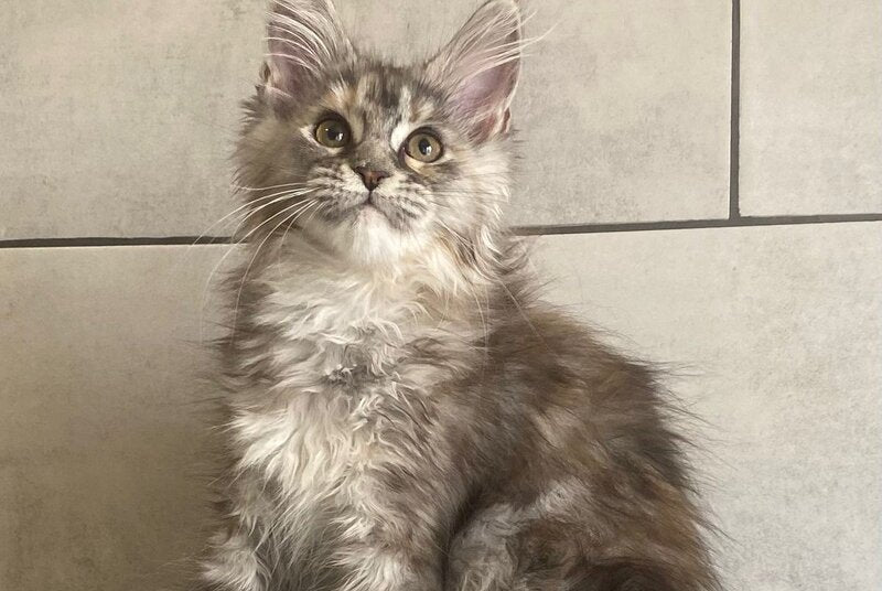 Sofia Maine Coon polydactyl female black tortie silver tabby - live animals
