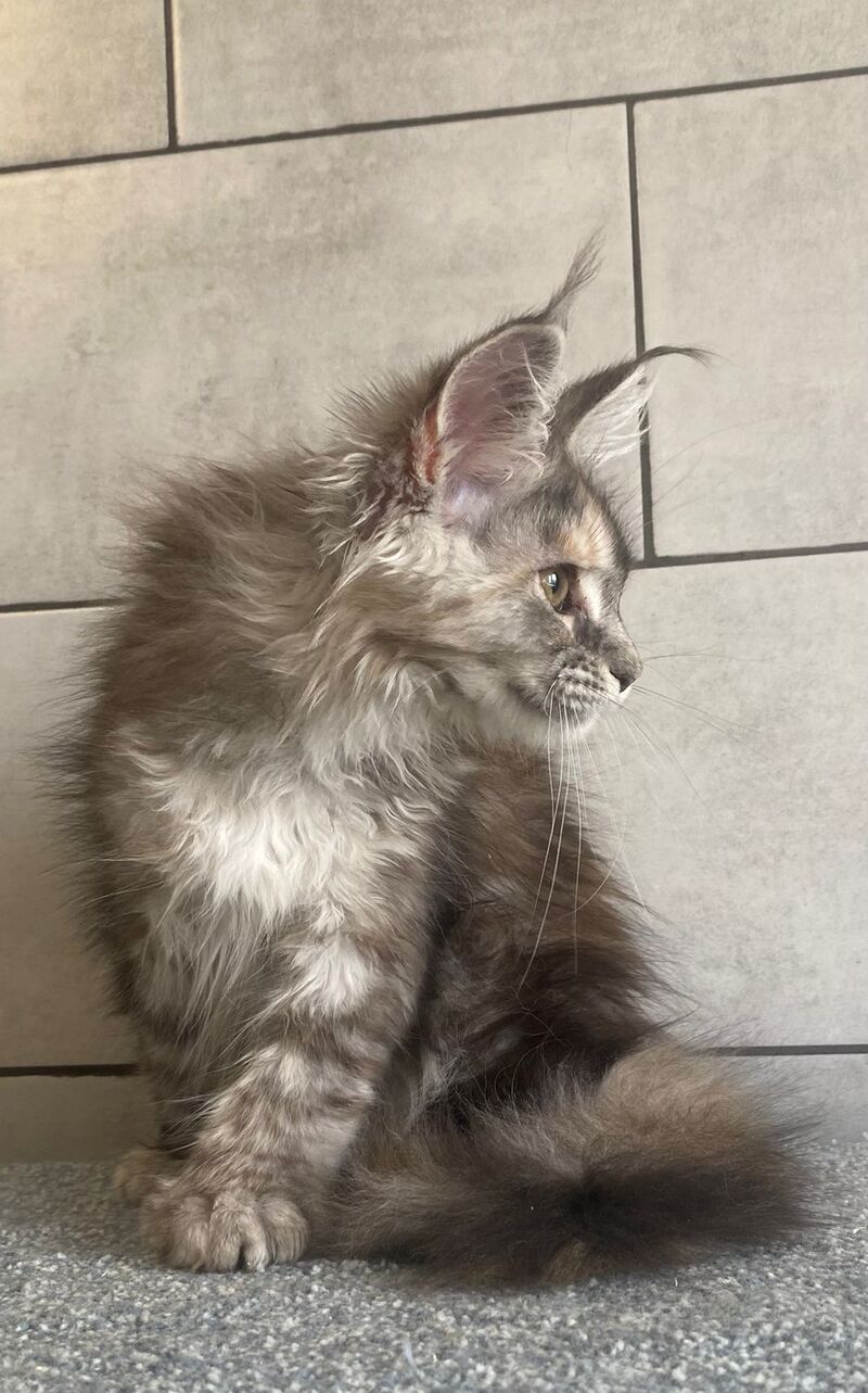Sofia Maine Coon polydactyl female black tortie silver tabby - live animals