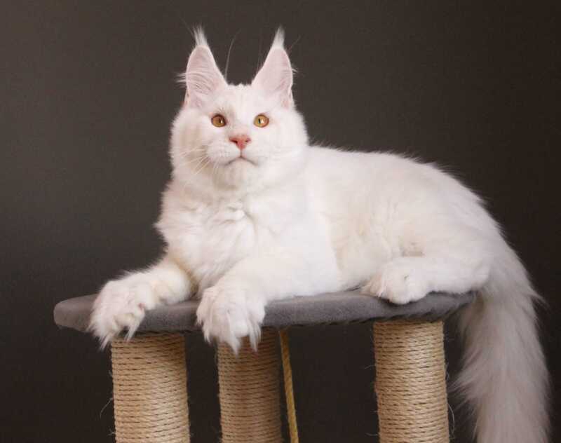 Baikal Maine Coon male red silver shaded - live animals