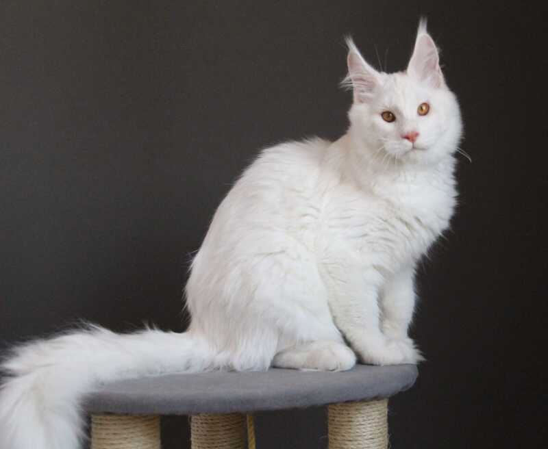 Baikal Maine Coon male red silver shaded - live animals
