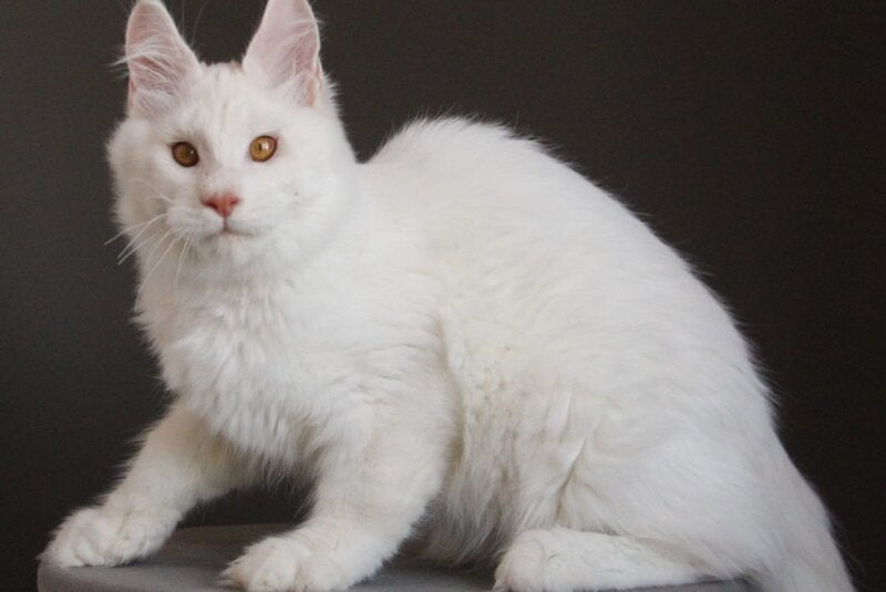 Baikal Maine Coon male red silver shaded - live animals