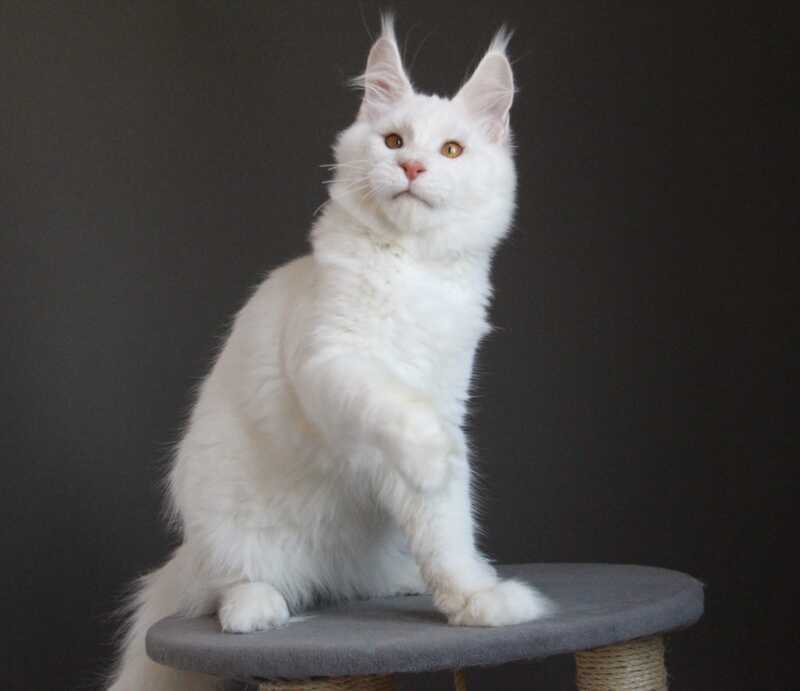 Baikal Maine Coon male red silver shaded - live animals