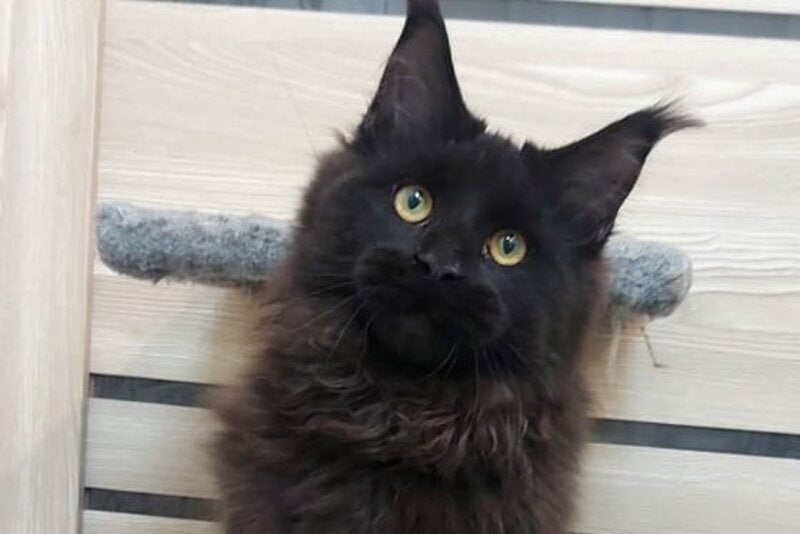 Urfin Maine Coon male black - live animals