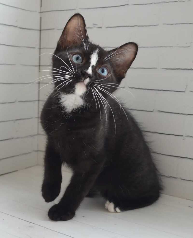 Claude British Shorthair male black with white - Event Tickets