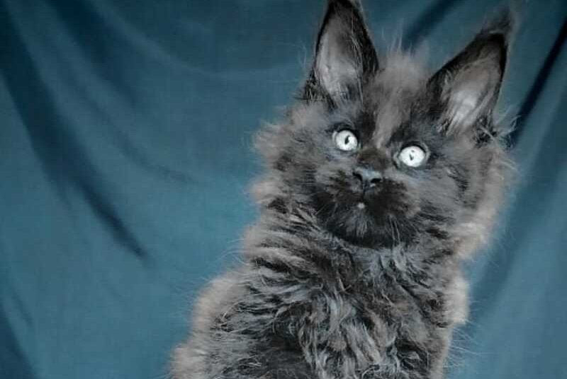 Valentin Life Maya Maine Coon male black - live animals
