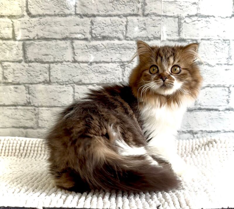 Fiona Scottish Straight female black tabby bicolour - live animals