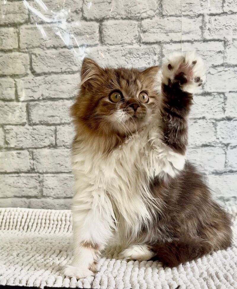 Fiona Scottish Straight female black tabby bicolour - live animals