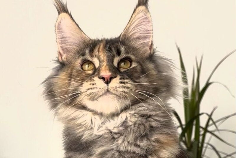 Roxy Maine Coon polydactyl female black tortie tabby - live animals