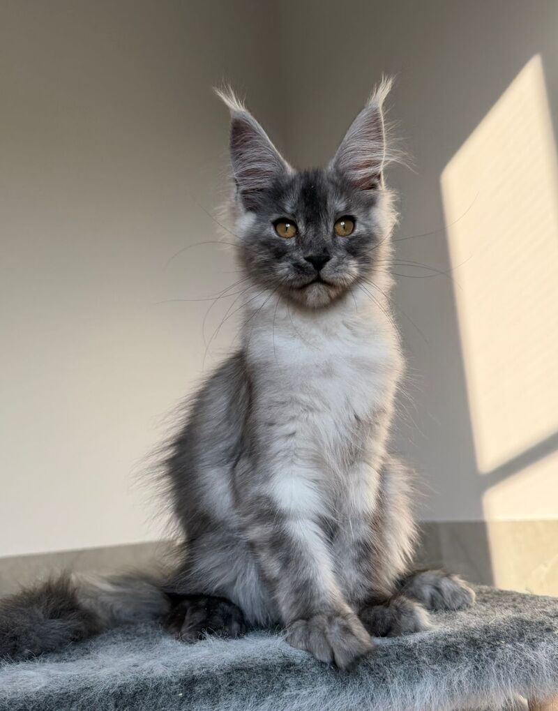 Tutta Larsen Maine Coon female black silver - live animals