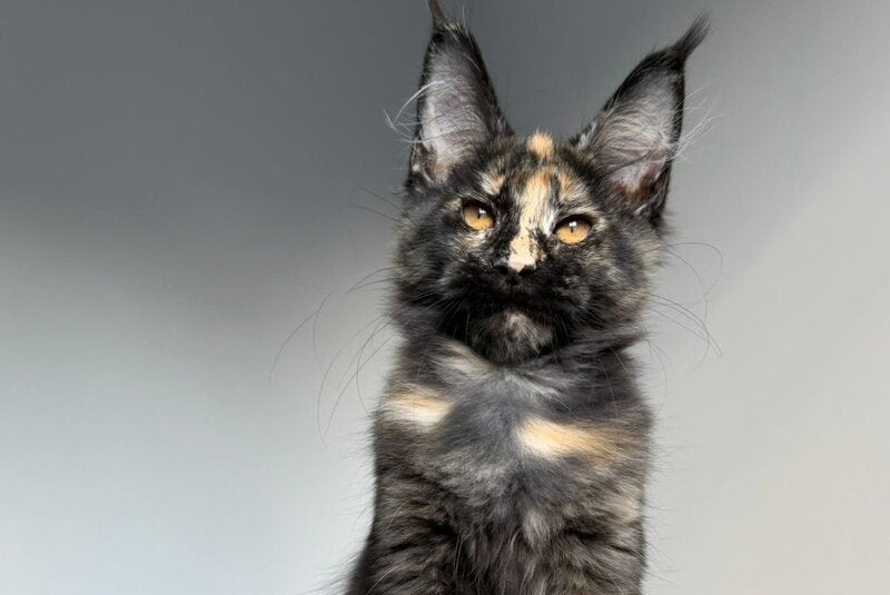 Tails Maine Coon female black tortie tabby - live animals