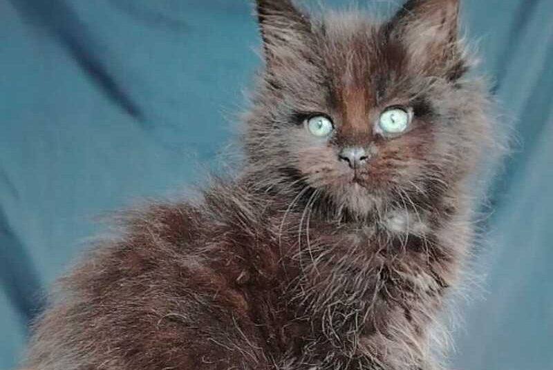 Zafar Maine Coon male black - live animals