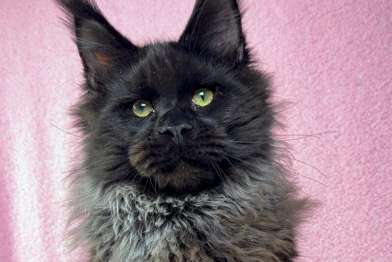 Buddha Maine Coon male black - live animals