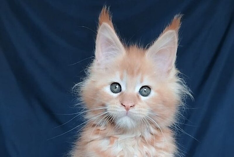 Vivi Maine Coon female red - live animals