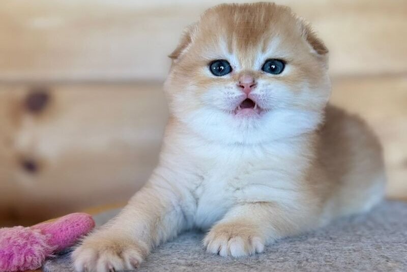Elisey Scottish Fold male, black golden chinchilla