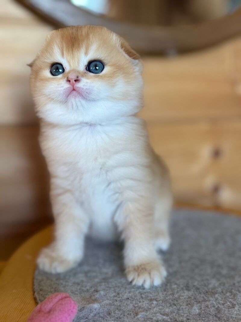 Elisey Scottish Fold male black golden chinchilla - live animals
