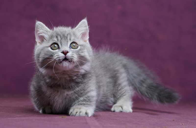 Yuri Munchkin male blue spotted tabby - live animals