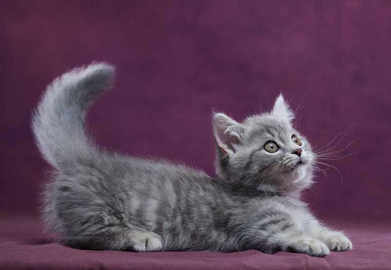 Yuri Munchkin male blue spotted tabby - live animals