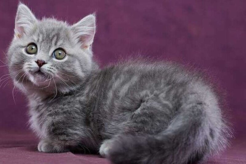 Yuri Munchkin male blue spotted tabby - live animals