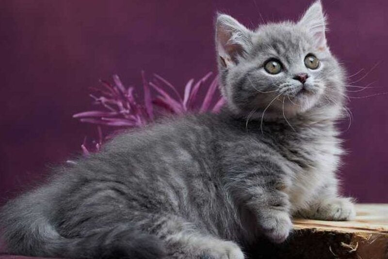 Yuri Munchkin male blue spotted tabby - live animals