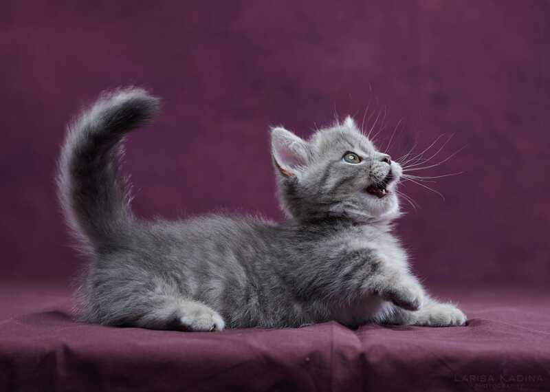 Yuri Munchkin male blue spotted tabby - live animals