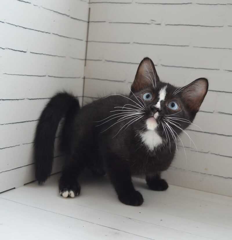 Claude British Shorthair male black with white - Event Tickets