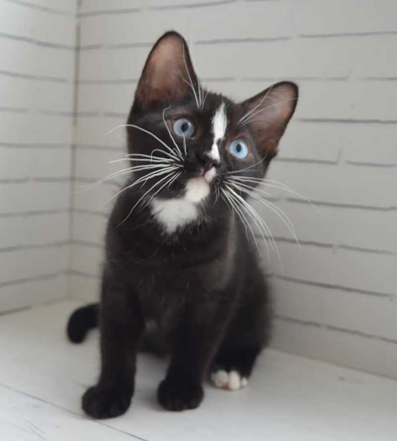 Claude British Shorthair male black with white - Event Tickets
