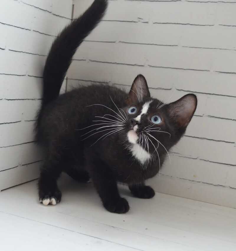 Claude British Shorthair male black with white - Event Tickets