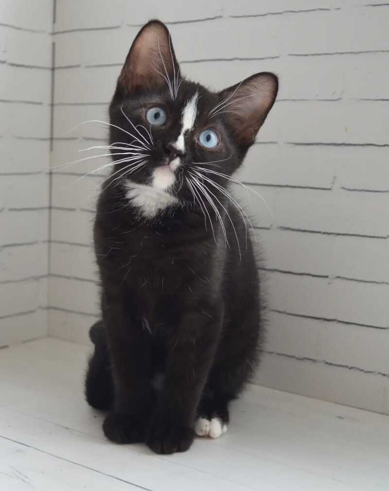 Claude British Shorthair male black with white - Event Tickets