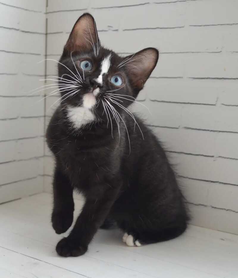 Claude British Shorthair male black with white - Event Tickets