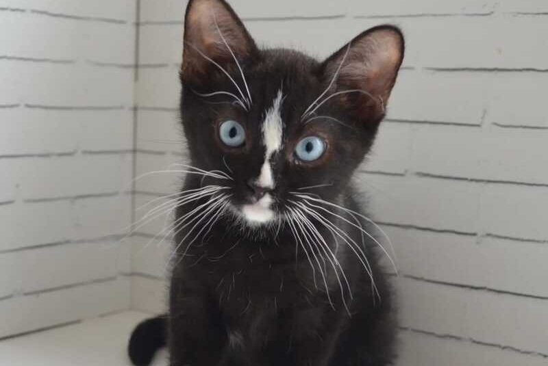Claude British Shorthair male black with white - Event Tickets