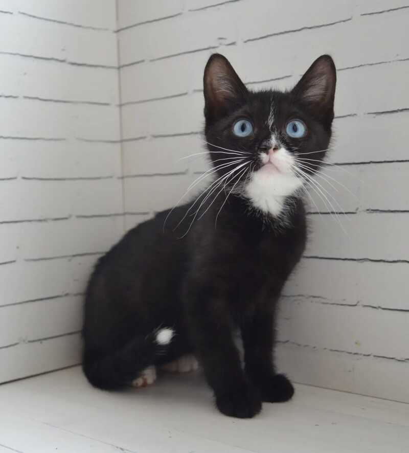 Camila British Shorthair female black with white - live animals