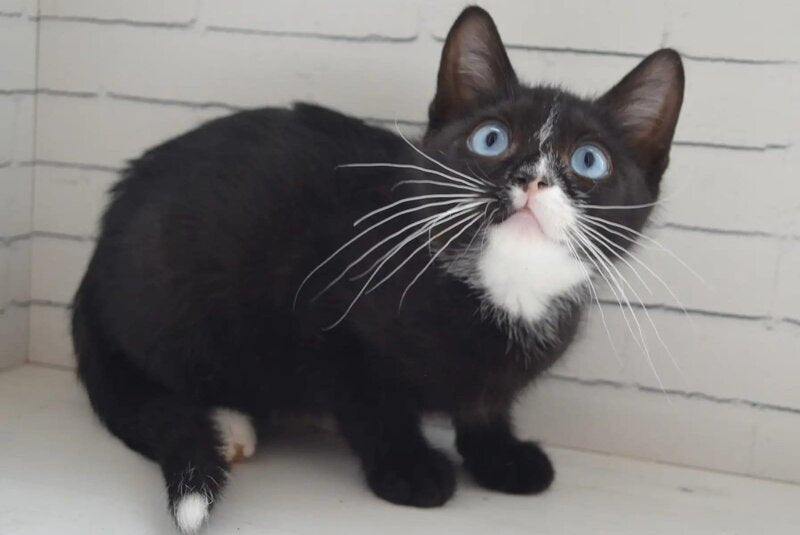 Camila British Shorthair female black with white - live animals
