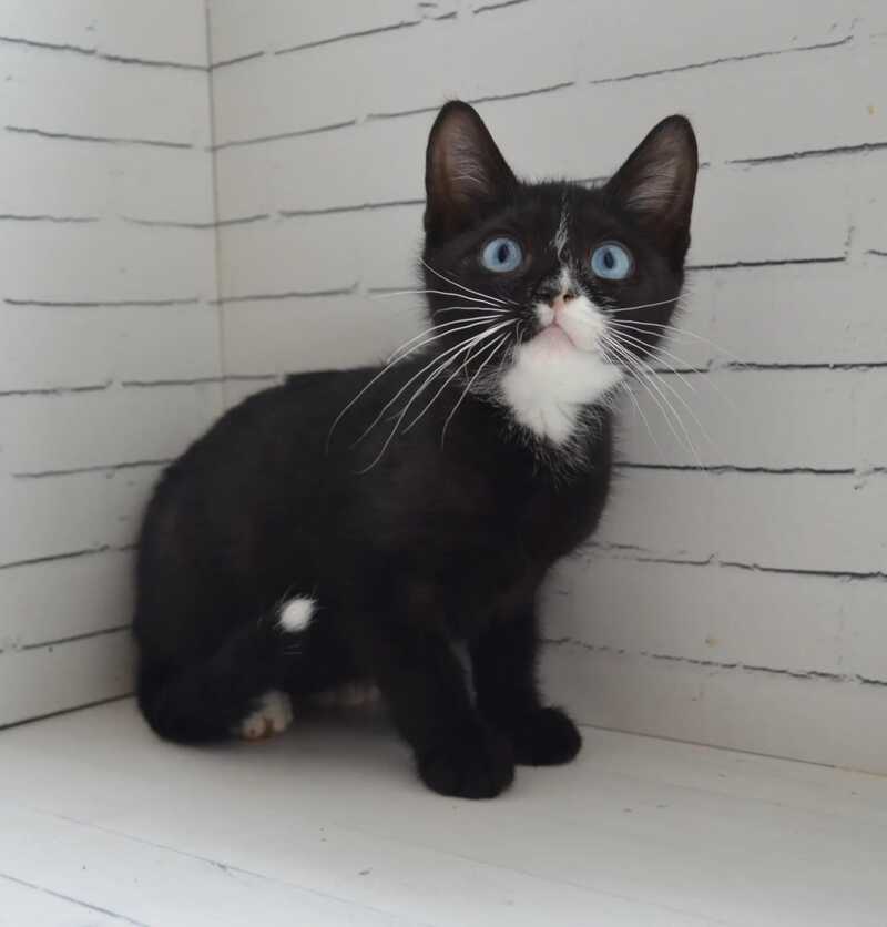 Camila British Shorthair female black with white - live animals