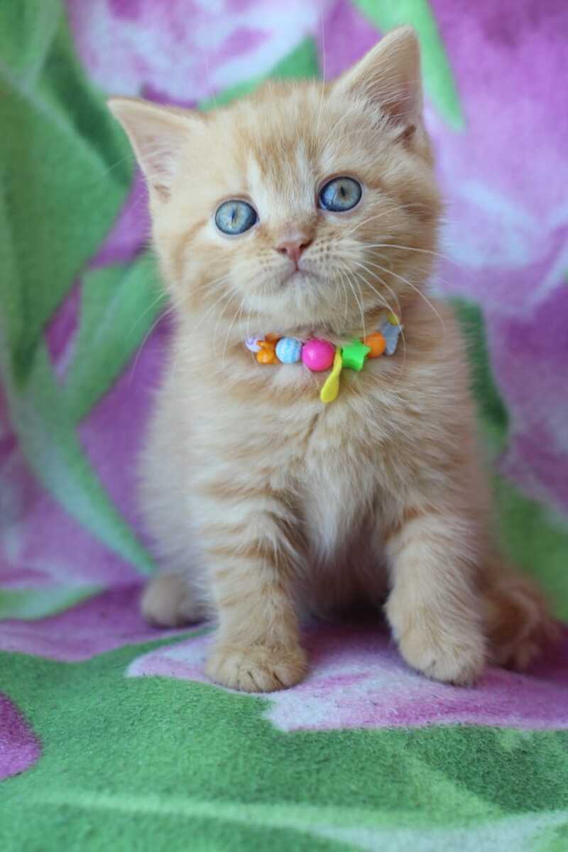 Pandora British Shorthair female red - live animals