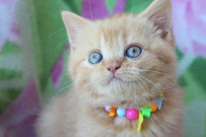 Pandora British Shorthair female red - live animals