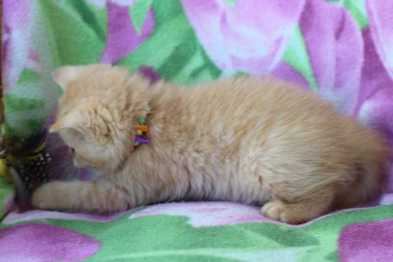 Pandora British Shorthair female red - live animals