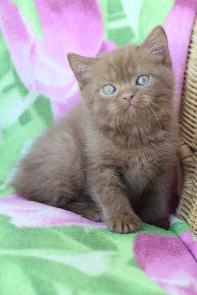 Prometheus British Shorthair male cinnamon - live animals