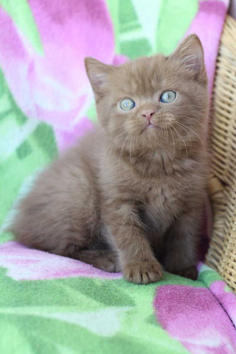 Prometheus British Shorthair male cinnamon - live animals