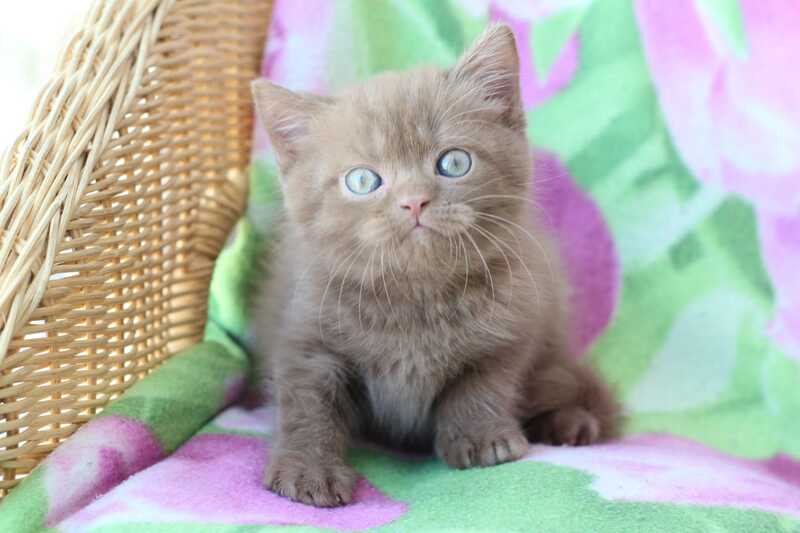 Prometheus British Shorthair male cinnamon - live animals
