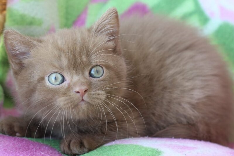 Prometheus British Shorthair male cinnamon - live animals