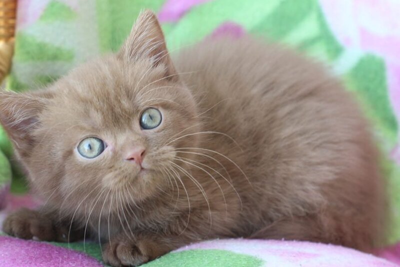 Prometheus British Shorthair male cinnamon - live animals