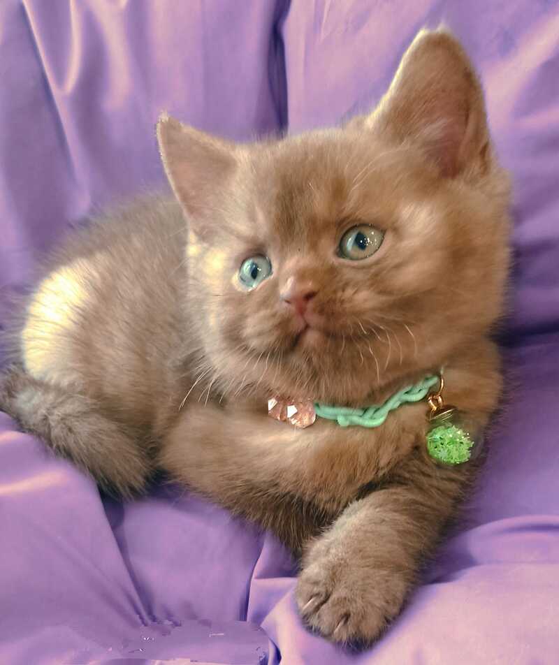 Leopold British Shorthair male cinnamon - live animals