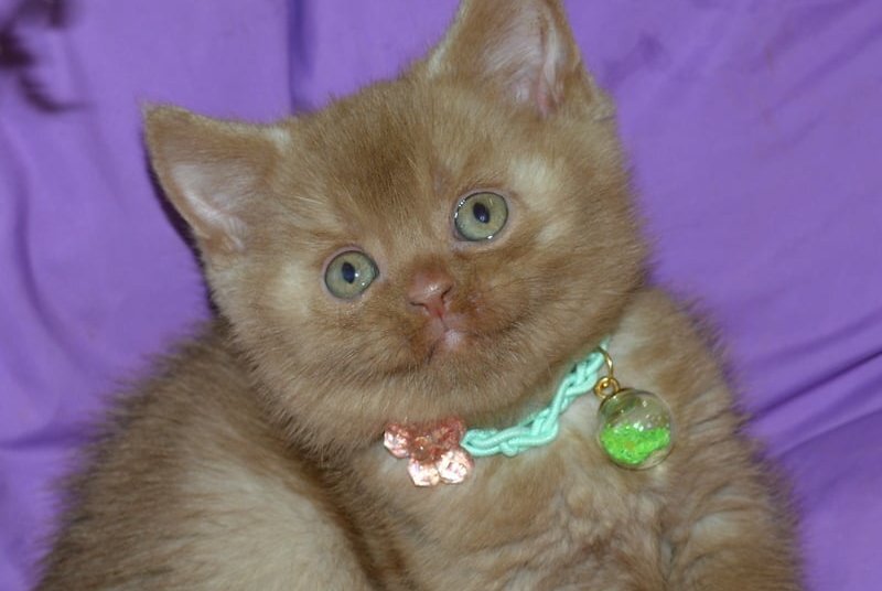 Leopold British Shorthair male cinnamon - live animals