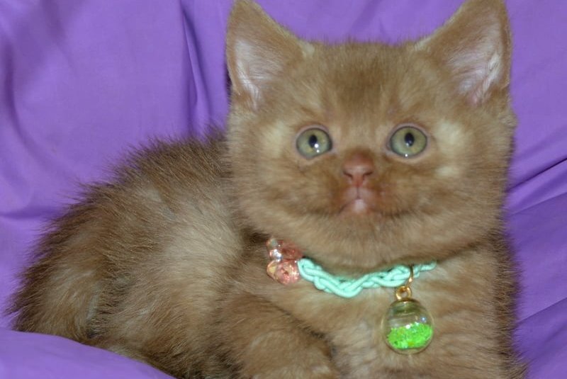 Leopold British Shorthair male cinnamon - live animals