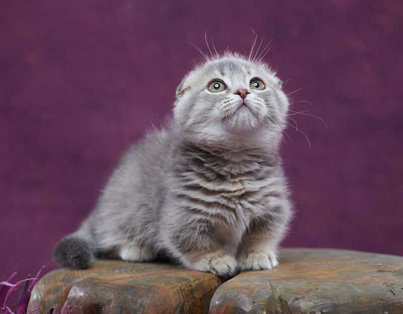 Jupiter Munchkin male blue ticked tabby - live animals