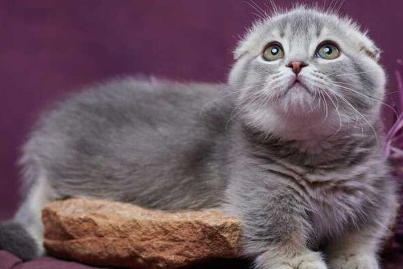Jupiter Munchkin male blue ticked tabby - live animals