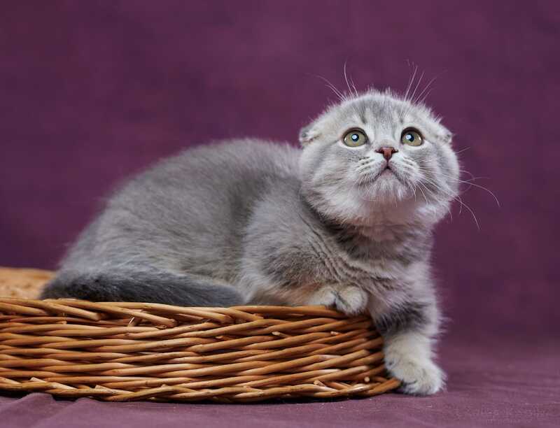 Jupiter Munchkin male blue ticked tabby - live animals
