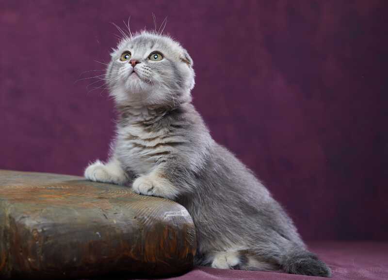Jupiter Munchkin male blue ticked tabby - live animals