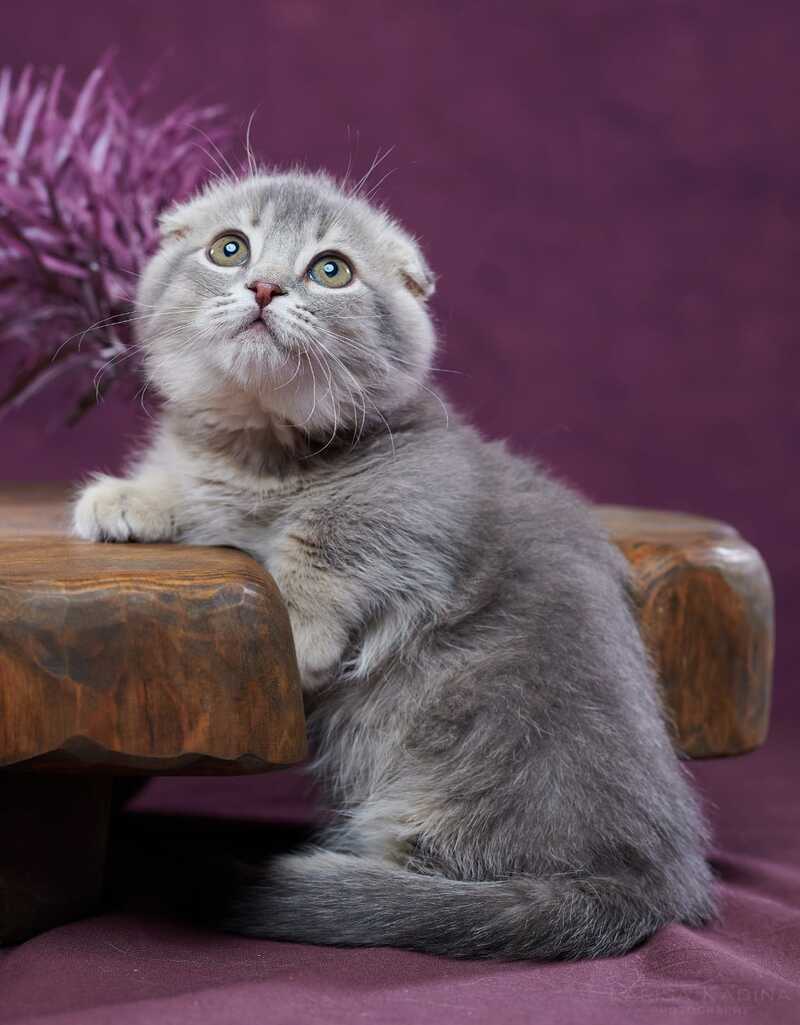 Jupiter Munchkin male blue ticked tabby - live animals