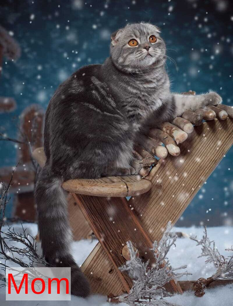 Jupiter Munchkin male blue ticked tabby - live animals
